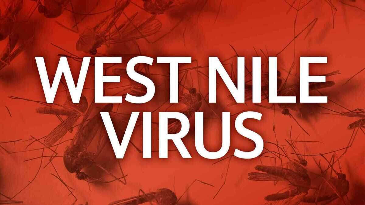 Graphic illustration for West Nile virus coverage showing a red-tinted background filled with enlarged mosquito images and bold white text reading “WEST NILE VIRUS.”